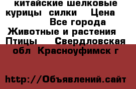 китайские шелковые курицы (силки) › Цена ­ 2 500 - Все города Животные и растения » Птицы   . Свердловская обл.,Красноуфимск г.